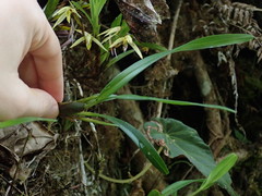Maxillaria acuminata