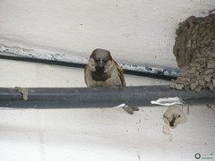 Passer domesticus