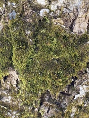 Pterigynandrum filiforme