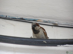 Passer domesticus