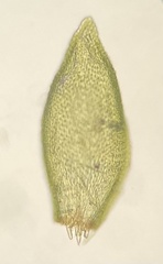 Pterigynandrum filiforme