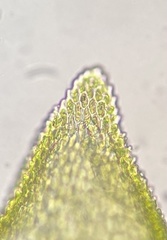 Pterigynandrum filiforme