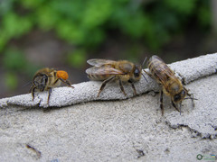 Apis mellifera