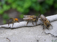 Apis mellifera