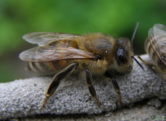 Apis mellifera