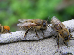 Apis mellifera