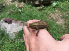 Rieppeleon brevicaudatus