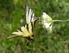 Papilionoidea