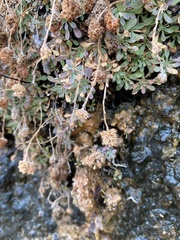 Petrophytum caespitosum caespitosum