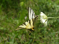 Papilionoidea