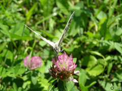 Melanargia galathea