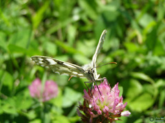 Melanargia galathea
