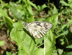 Melanargia galathea