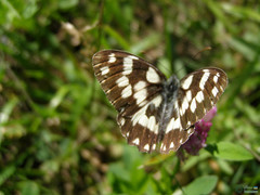 Melanargia galathea