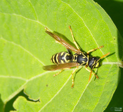 Polistes dominula