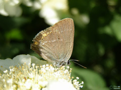 Papilionoidea