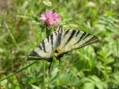 Papilionoidea