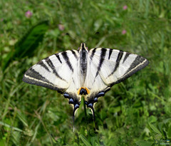 Papilionoidea
