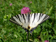 Papilionoidea