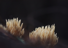 Phaeoclavulina eumorpha