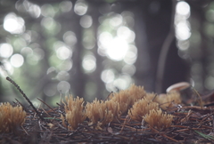 Phaeoclavulina eumorpha