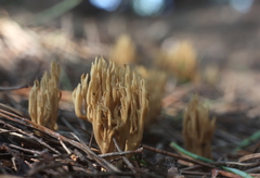 Phaeoclavulina eumorpha