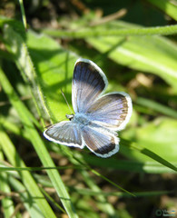 Plebejus argus