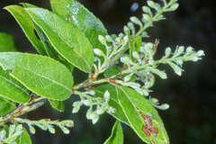 Vaccinium leucanthum