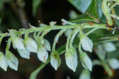 Vaccinium leucanthum