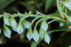 Vaccinium leucanthum