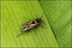 Xanthochilus quadratus