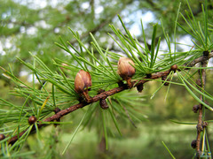 Larix decidua