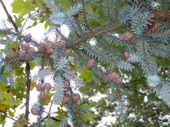 Picea pungens