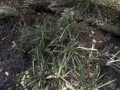 Carex gynodynama