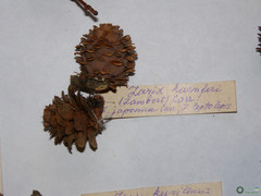 Larix