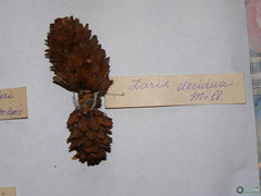 Larix