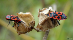 Pyrrhocoris apterus