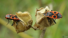 Pyrrhocoris apterus