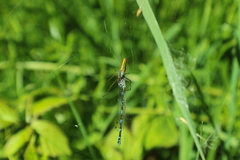 Coenagrion