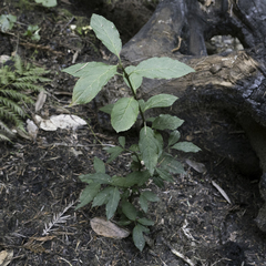 Euonymus occidentalis occidentalis