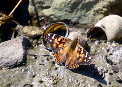 Vanessa cardui