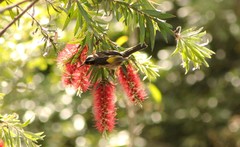 Phylidonyris novaehollandiae novaehollandiae