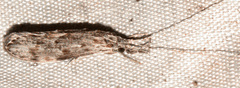 Oecetis cinerascens