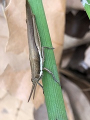 Leptysma marginicollis