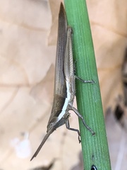 Leptysma marginicollis