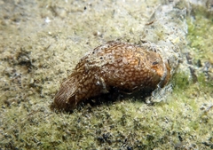 Akera bullata