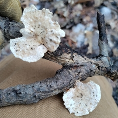 Neofavolus americanus