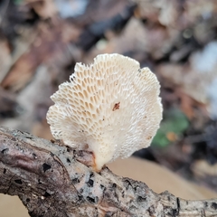 Neofavolus americanus