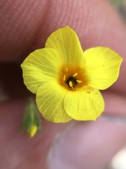 Leptosiphon chrysanthus