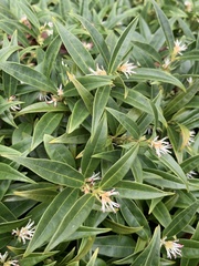 Sarcococca hookeriana